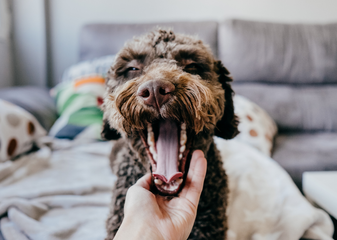 Dogs yawn when their people do
